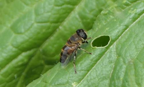 Phytomia sp.